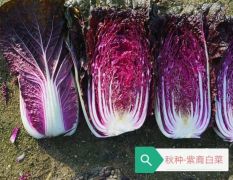 韩国进口紫白菜种子，外叶紫色，内叶鲜红紫色