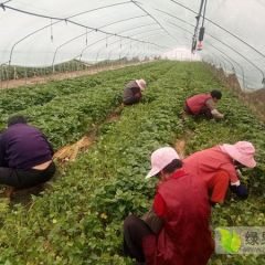 高系14号红薯苗高剪苗批发