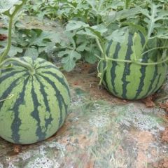 陕西宝鸡美都西瓜 大量上市