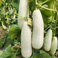 博洋甜瓜羊角蜜甜瓜