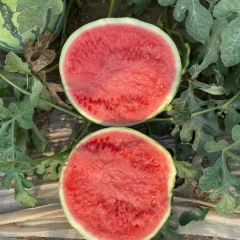 美都西瓜，皮薄，甜度高，水分大，特别脆，瓤红！