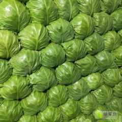 甘蓝大量上市，价格合理