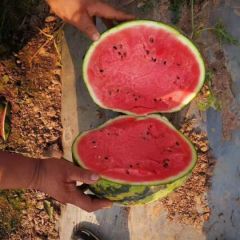 云南西双版纳陆地甜王西瓜