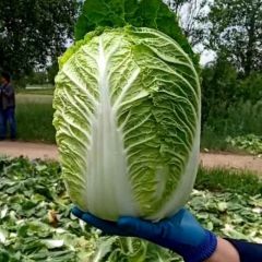 沽源大量无公害韩国品种黄心大白菜大量上市