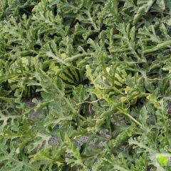 精品美都西瓜个大皮薄