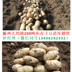 滕州大坞镇200吨库存土豆清库销售