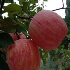 沂源红苹果一件代发