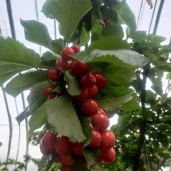 红灯美早先锋多有