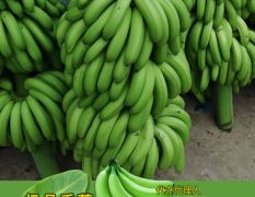 香蕉价格仅供参考现有大量货源，需要的私聊，有档