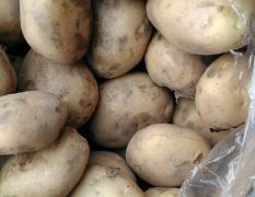土豆大量上市有需要的联系
