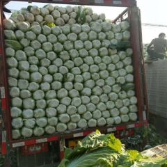 黄心大白菜上市红花孔春雷诚信合作
