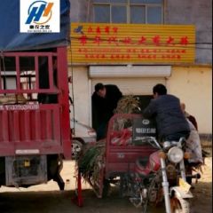 菏泽市牡丹区葱蒜主产区/长白大葱/大蒜