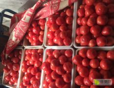 西红柿大量上市，欢迎老板前来选购