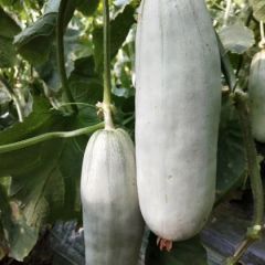 供应香瓜、甜瓜、人参果、圣女果、黄瓜各种瓜果蔬菜莘县雅诚农副产品购销