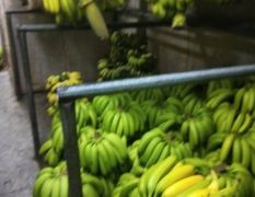 基地直供香蕉品质优良价格亲民
