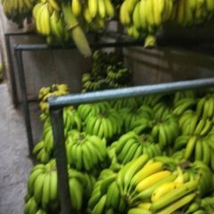 基地直供香蕉品质优良价格亲民