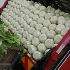 青州春季大棚白菜上市供应加微信13774941222诚信代收