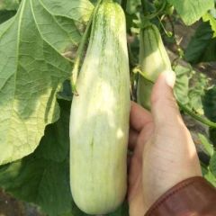 山东莘县的博洋蜜瓜上市啦