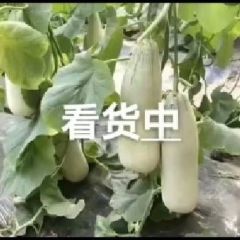 聊城莘县羊角蜜甜瓜，九幺甜瓜