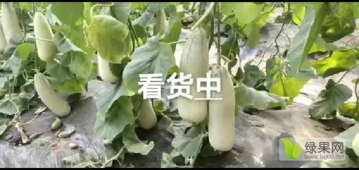 2021年山东莘县羊角蜜甜瓜价格