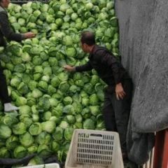 福建漳州优质甘蓝 圆包菜 大量出货中
