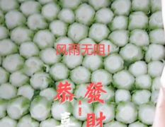 山东潍坊青州万亩黄心白菜