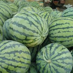 开封沙地超甜美都西瓜 甜王西瓜