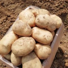 云南省德宏州丽薯六号