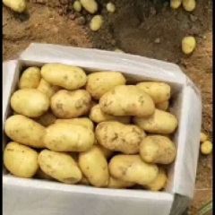 出售优质荷兰土豆
