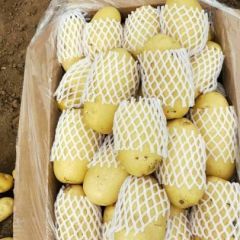 滕州市出售优质荷兰十五土豆