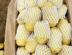 滕州市出售优质荷兰十五土豆