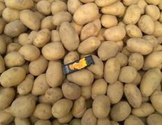常年供应1到3两土豆，适合加工厂，云贵川湖南湖北种植