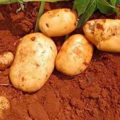 土豆合作88 常年代收代发各种土豆