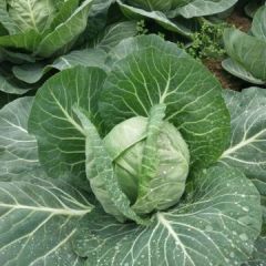 江苏沛县精品大棚甘蓝大量上市