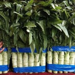 优质公棚莴笋大量上市