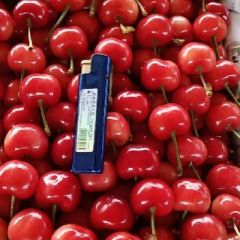 大棚樱桃红灯上市
