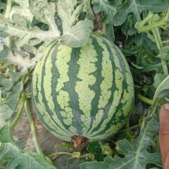 云南美都无籽麒麟西瓜