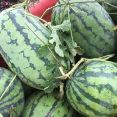 河南开封秦虹208西瓜上市时间~产地价格代办电话