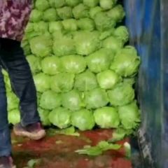 河北曲周冷棚甘蓝大量上市