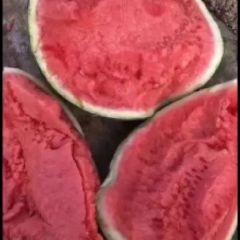 甘肃无籽美都麒麟大量供应需要的联系