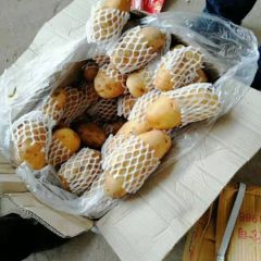 自家土豆 20吨 马铃薯之乡的 土豆