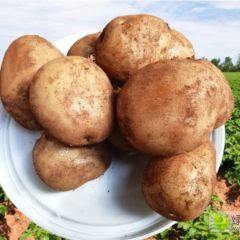 100亩洋芋农户直销，欢迎各位前来参观采购