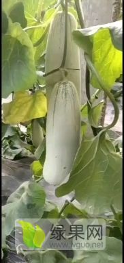 山东莘县博洋甜瓜大量上市