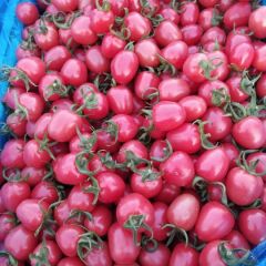 千喜圣女果大量共应有需要联系