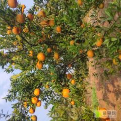荣县河囗柑橘代办
