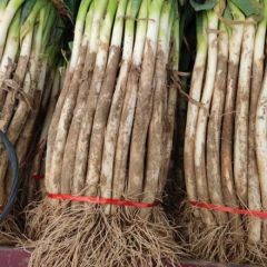 祥符区白石岗长白大葱出售