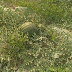 大量供应本地西瓜（甜王零号），保质保量