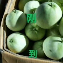 代销 批发广西北海香瓜