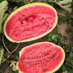 新疆昌吉西瓜代办/新疆西瓜代收