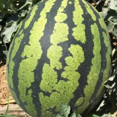 2021云南本地甜王大量供应中